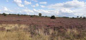 an open field with trees in the middle of a field at Boerderij de Breken in Heerde +4 photos