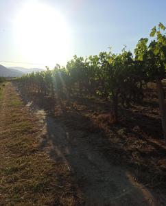 een rij wijnstokken in een veld bij Holiday House Rizomylos 