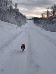 een beer die over een besneeuwde weg loopt bij Room in Cozy Cottage 