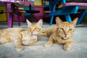 Photo de la galerie de l'établissement Travellers Palm Backpackers, à Caye Caulker