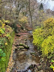 a small stream in the middle of a forest at La Grotta in Hinkel
