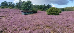 a field of purple flowers with a building in it at Casa-Flores, um"Schwarzes Gold" zu erkunden in Bad Fallingbostel