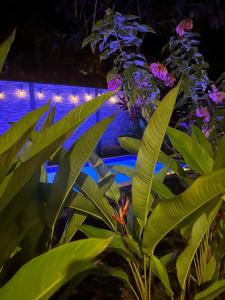 een plant met groene bladeren voor een zwembad bij Raya in Matapalo