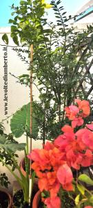 a bunch of red flowers in a group of plants at Le volte di Umberto in Sogliano Cavour