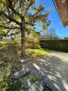 a tree on the side of a sidewalk next to a driveway at L'écrin du sancy in La Bourboule