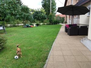 Domácí mazlíčci ubytovaní s hosty v ubytování Apartment King