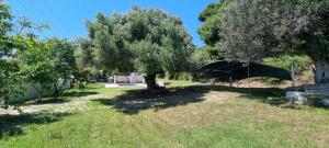 un ombrello verde in un campo con alberi di Seaside studio with swimming pool & parking #3 a Kassandra (Kassandria)