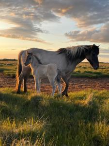 a horse and a baby horse standing in a field at Vestra-Fíflholt 2 herbergja íbúð, fyrir allt að 8 gesti in Hvolsvöllur