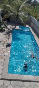 een groot blauw zwembad met een palmboom erin bij Unique Owl Apartments in Sanyang