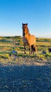 a brown horse is standing in a field at Vestra-Fíflholt 2 herbergja íbúð, fyrir allt að 8 gesti in Hvolsvöllur