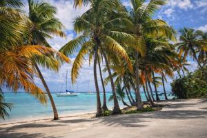 a beach with palm trees and a boat in the water at Studio Les Marines V - calme - vue sur le golf in Saint-François