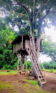 une cabane dans les arbres au sommet d'un arbre dans l'établissement Casa Del Árbol - Ometepe, à Santa Ana