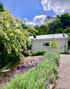 un jardin avec des fleurs violettes devant une maison dans l'établissement Cosy, romantic, private cottage, close to all & pet friendly, à Healesville