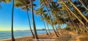 a row of palm trees on a beach at Queenslander leafy Whitfield in Edge Hill