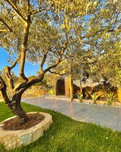 un arbre dans l'herbe à côté d'une rue dans l'établissement Mit Warde Cabin, à Batroun 31 autres photos