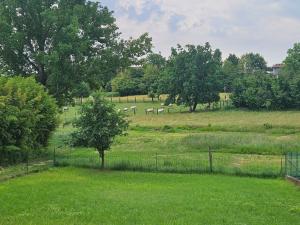 een kudde dieren die grazen in een veld met bomen bij B_B La Rugiada in Tigliole