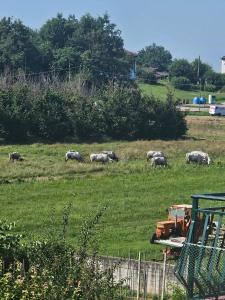 een kudde dieren die grazen in een veld met een tractor bij B_B La Rugiada in Tigliole +10 foto's