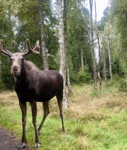 Billede fra billedgalleriet på Hus i Orkelljunga
