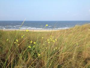a field of grass with a beach in the background at Stunning apartment in Schoorl, North Hollandâ you can bike to the beach in Schoorl