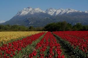 een veld met rode en witte tulpen voor een berg bij Los Nopo in Trevelín