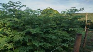 Naturlandskabet i nærheden af kroen