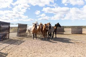 a group of horses standing next to a fence at Estancia TATAY in Trelew
