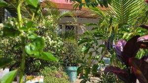 een groep planten in een tuin bij Ti kaz cheu nous in Saint-Louis