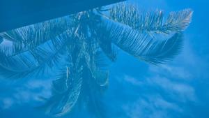 a palm tree in the water with blue at Ti kaz cheu nous in Saint-Louis