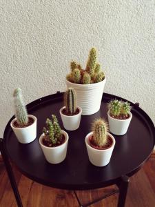 een groep cactussen die op een tafel staan bij Ferienwohnung Südschwarzwald in Wehr