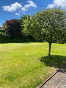 a tree in the middle of a green field at The Stable in Stourton in Stourbridge