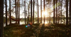 a hammock in a forest with the sun shining through the trees at Capture Nordic Wilderness Camp - Baumzelt in Ilomantsi