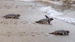 three turtles walking on the sand on the beach at Blue Sky Villa Ahangama in Ahangama