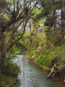 een rivier in een bosrijke omgeving met bomen bij Tiny House Al lado del río in Linares +2 foto's