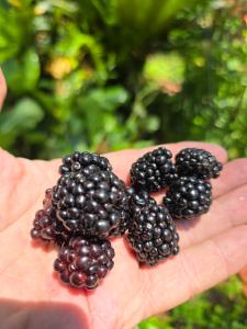 a person holding a handful of blackberries at Paradise Gardens Glamping in Westville