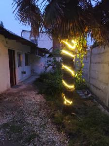 una palma con luci di Natale sopra di casa en las dalias a Mar del Plata