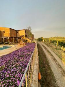 a field of purple flowers next to a fence at Podere Stabbia in Rosennano +20 photos