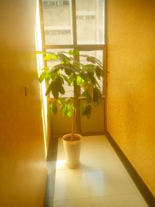 a plant in a pot sitting in a window at Dagmaros in Bahir Dar