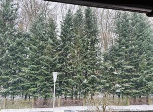 un groupe d'arbres de Noël avec de la neige sur eux dans l'établissement Fichtenblick, à Selb