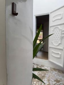 a green plant in a room with a kitchen at Maison Diop in Ziguinchor