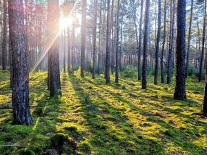 Gallery image of Tiny House am Wald in Heideblick +29 photos