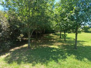 een groep bomen in een veld met een gebouw bij Sol y vida in Venado Tuerto +3 foto's