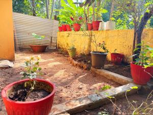 a group of potted plants in a garden at Saralalayam in Varkala