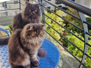 deux chats assis au-dessus d'une table dans l'établissement Welcome to Malta, à Il-Gżira