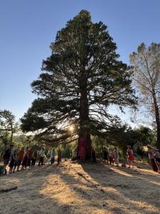 a group of people standing around a tree at Cedar Springs Retreats in North Fork +56 photos