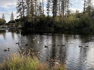 a group of ducks swimming in a lake at Cedar Springs Retreats in North Fork