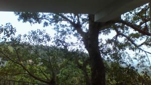 a view of the trees in a forest at Green Wood Range in Kandy