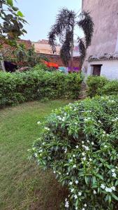 a bush with white flowers in a yard at Awadh homestay in Varanasi