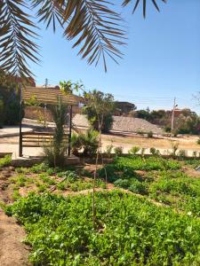 a park with a bench and a palm tree at Sunrise in Abu Simbel