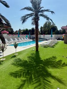 Eine Palme wirft einen Schatten auf das Gras neben einem Swimmingpool. in der Unterkunft Apartament Aqua Mazury z jacuzzi in Lyck