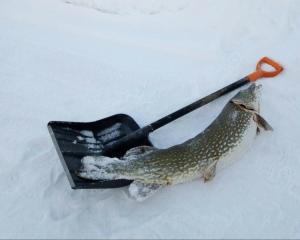 een vis met een stok in de sneeuw bij Pohja in Joensuu